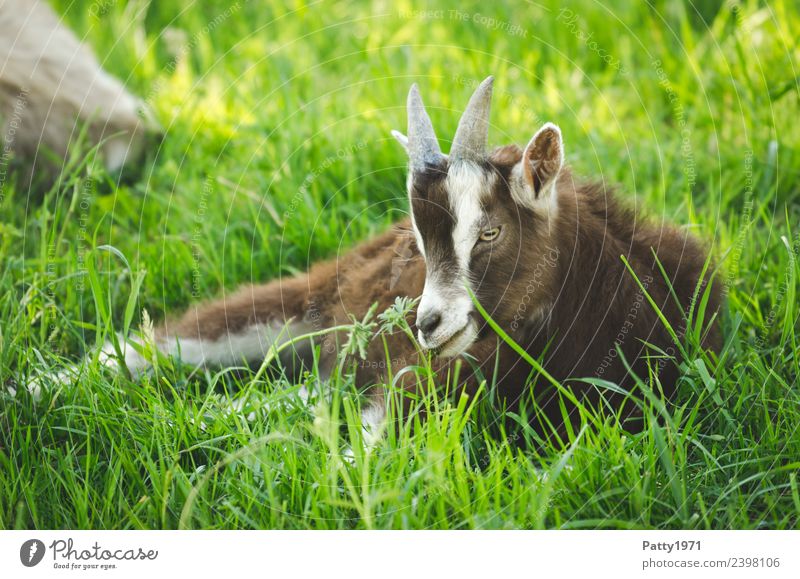 Junge Thüringer Waldziege Natur Landschaft Wiese Weide Tier Haustier Nutztier Ziegen 1 Tierjunges liegen Erholung Idylle Farbfoto Außenaufnahme Menschenleer Tag