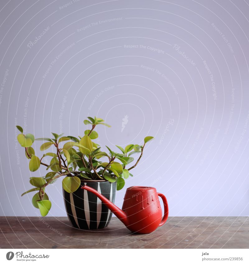 lieblingspflanze Pflanze Grünpflanze Topfpflanze Zimmerpflanze Gießkanne ästhetisch schön Farbfoto Innenaufnahme Menschenleer Textfreiraum rechts
