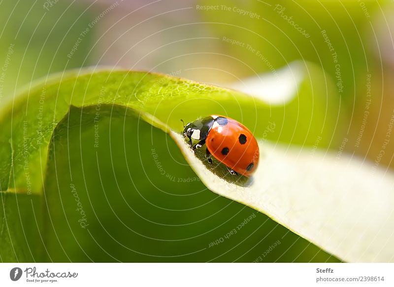 Glücksbringer auf dem Quittenblatt Glückskäfer Marienkäfer Käfer Glückssymbol roter Käfer Symbol Glückwünsche niedlich heimischer Käfer einheimische Käfer