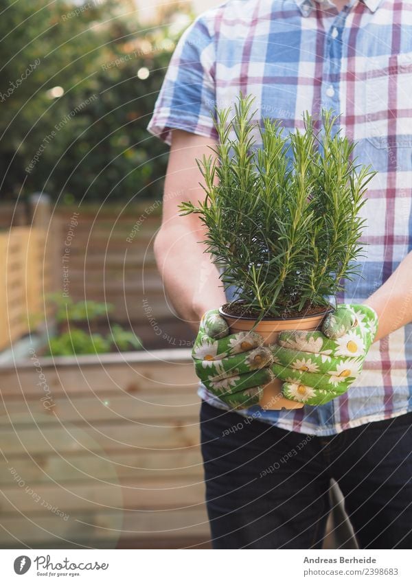 Hobbygärtner mit einer Rosmarin Pflanze vor einem Hochbeet Kräuter & Gewürze Bioprodukte Italienische Küche Freizeit & Hobby Sommer Garten Mensch Junger Mann