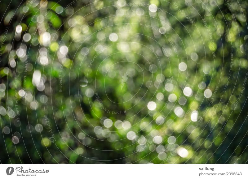 Buntes Naturmuster einer verschwommenen Herbstlandschaft schön Baum Blatt Grünpflanze Garten Park Wald natürlich Farbe Hintergrund Beautyfotografie Unschärfe