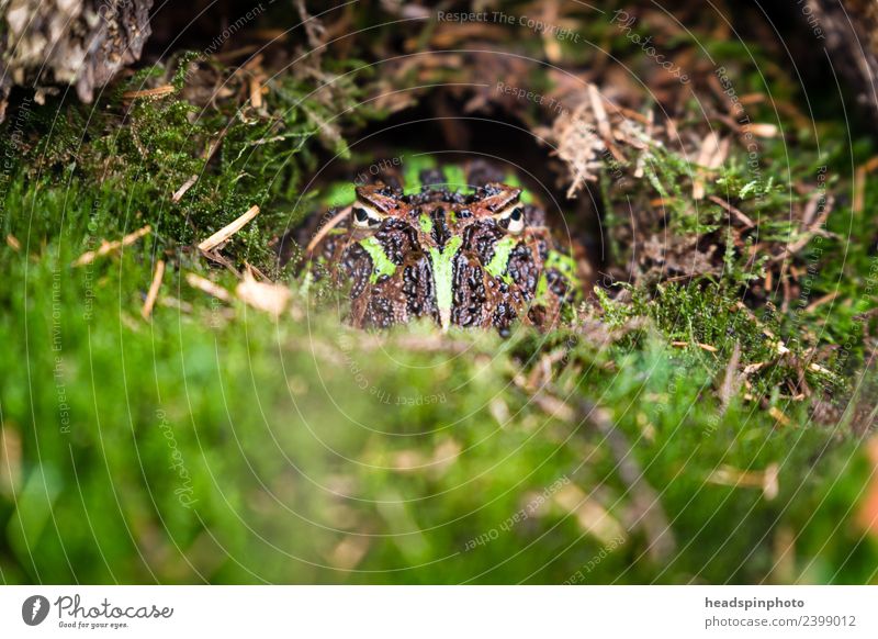 Versteckte Kröte (grün, schwarz) guckt in die Kamera Umwelt Natur Landschaft Erde Moos Tier Frosch Tiergesicht 1 beobachten außergewöhnlich verstecken Dieb