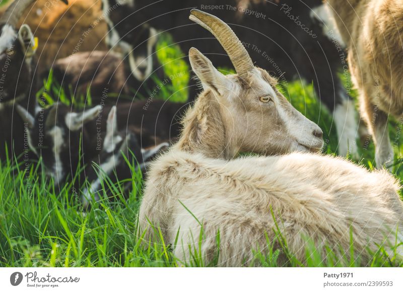 Thüringer Waldziegen Natur Landschaft Wiese Weide Tier Haustier Nutztier Ziegen 1 Tiergruppe Herde liegen Blick Erholung Idylle Farbfoto Außenaufnahme