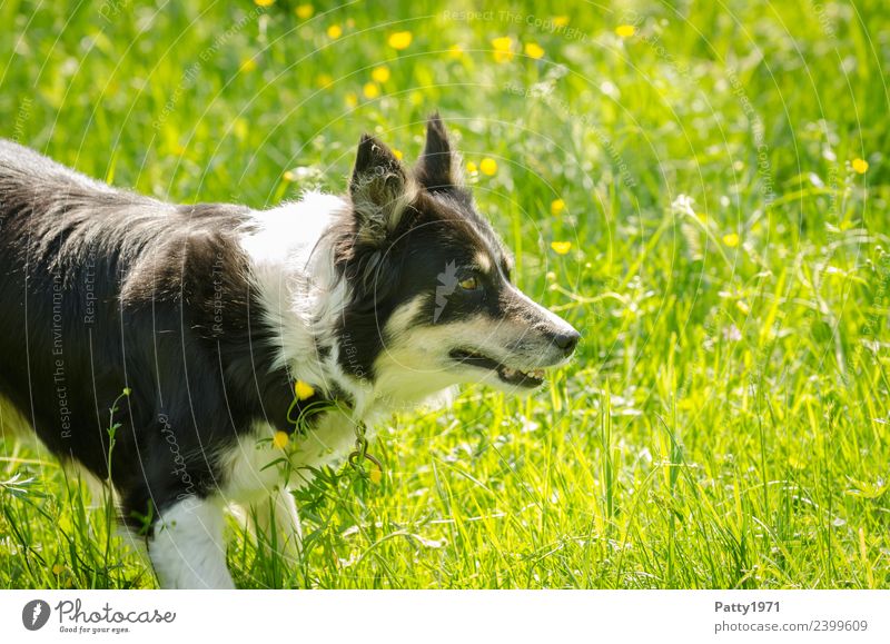Border Collie Umwelt Natur Gras Wiese Tier Haustier Nutztier Hund Hirtenhund Schäferhund 1 beobachten Sicherheit Schutz achtsam Wachsamkeit Neugier Interesse