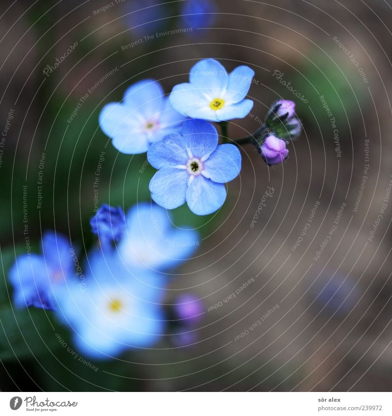 blaue Blüten II Umwelt Natur Pflanze Frühling Blume Vergißmeinnicht Blütenblatt Blühend Duft schön natürlich braun Frühlingsgefühle Farbfoto Außenaufnahme