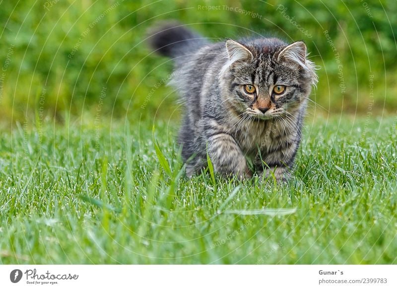 Junge Katze spielt im Gras... Wiese Tier Haustier Tiergesicht Fell Krallen Pfote Katzenbaby Tiger Tigerkatze Tigerfellmuster 1 entdecken Jagd Spielen natürlich