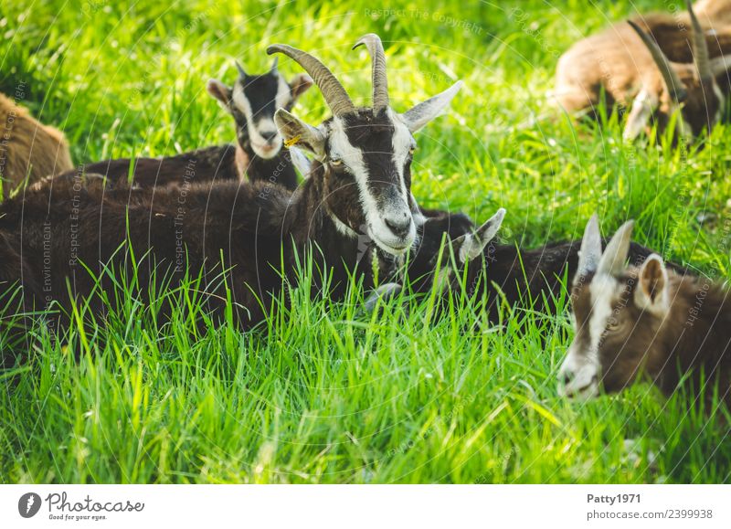 Thüringer Waldziegen Natur Landschaft Wiese Weide Tier Haustier Nutztier Ziegen Herde Tierfamilie liegen schlafen Erholung Idylle Zusammenhalt Farbfoto