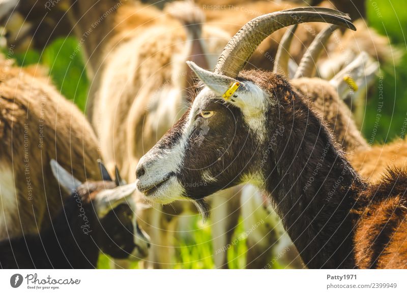 Thüringer Waldziege Tier Haustier Nutztier Ziegen Ziegenherde 1 Tiergruppe Herde Blick Idylle Farbfoto Außenaufnahme Menschenleer Tag Tierporträt