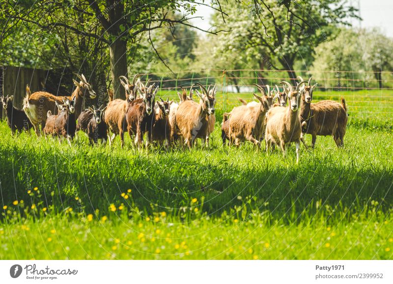 Thüringer Waldziegen Natur Landschaft Wiese Weide Tier Haustier Nutztier Ziegen Ziegenherde Tiergruppe Herde beobachten Fressen stehen Idylle Zusammenhalt