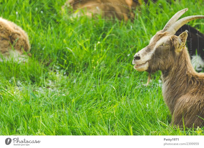 Thüringer Waldziege Natur Landschaft Wiese Weide Tier Haustier Nutztier Ziegen 1 liegen Blick Erholung Idylle Farbfoto Außenaufnahme Menschenleer