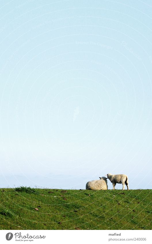 Sonntag Morgen mit Muddi am Meer Sommer Landschaft Himmel Wolkenloser Himmel Schönes Wetter Gras Küste Nordsee Deich Nutztier Schaf 2 Tier Tierjunges