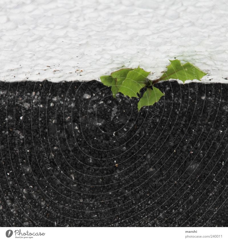 Unkraut vergeht nicht Pflanze Grünpflanze grün schwarz weiß Löwenzahn Beton Straße Farbfoto Außenaufnahme Vogelperspektive Menschenleer Wachstum