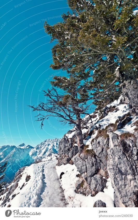 Eis gefällig? Natur Himmel Wolkenloser Himmel Winter Schönes Wetter Schnee Baum Alpen Berge u. Gebirge Berchtesgadener Alpen Wege & Pfade hoch kalt oben blau