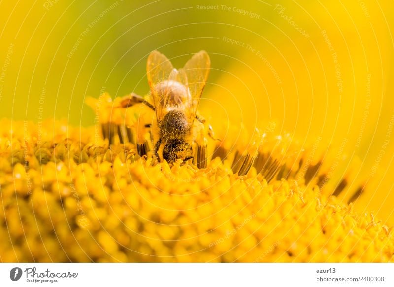 Makro Honig Biene taucht nach gelben Pollen auf Sonnenblume Körper Sommer Sonnenbad Umwelt Natur Pflanze Tier Sonnenlicht Frühling Herbst Klima Klimawandel