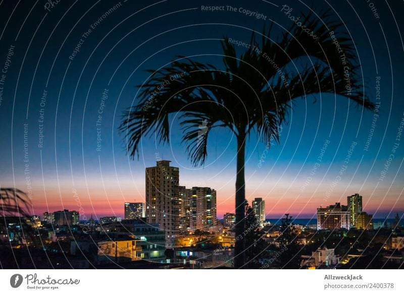 Skyline von Havanna bei Nacht mit Palme Panorama (Aussicht) Menschenleer Sommer Sonne Ferien & Urlaub & Reisen Insel Ferne Meer Wolkenloser Himmel Stadt