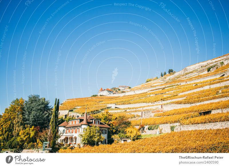 Weinberg Umwelt Natur Landschaft blau braun gelb gold grün Terrassenfelder Genfer See Schweiz Weintrauben Haus Schloss Idylle Baum Farbfoto Außenaufnahme