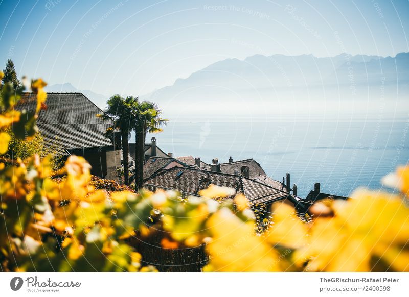 Seesicht Umwelt Natur Landschaft blau braun gelb gold Dunst Schweiz Genfer See Haus Palme Dach Weinberg Weintrauben Berge u. Gebirge Aussicht Farbfoto