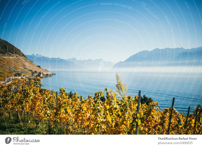 Reben Umwelt Natur Landschaft blau braun gelb gold Berge u. Gebirge Wasser Genfer See Wein Weltkulturerbe Schweiz Pflanze Weintrauben Aussicht Berghang Dunst
