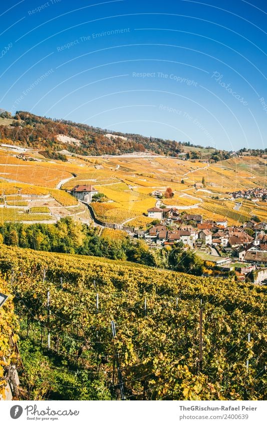Rebberg Umwelt Natur Landschaft blau mehrfarbig gelb gold Wein niedlich Herbst Himmel Blauer Himmel wandern Schweiz Weltkulturerbe Farbfoto Außenaufnahme