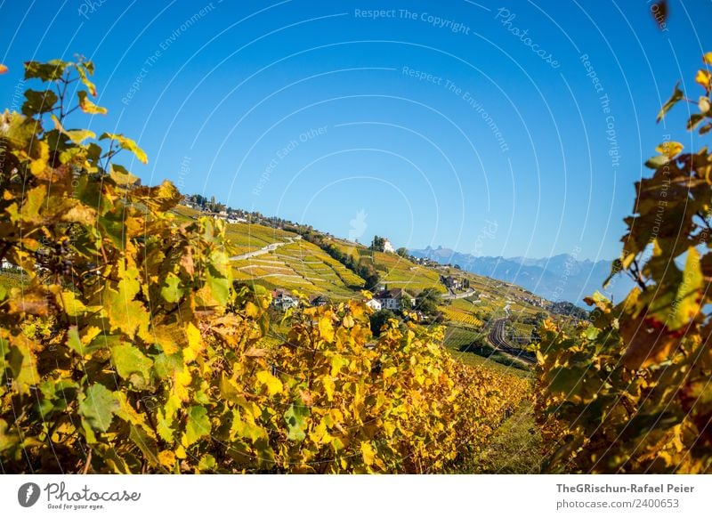 Rebberg Natur Landschaft blau braun gelb gold grün orange Herbst Schweiz Wein Weinberg Weintrauben Haus Himmel Farbfoto Außenaufnahme Textfreiraum oben Tag