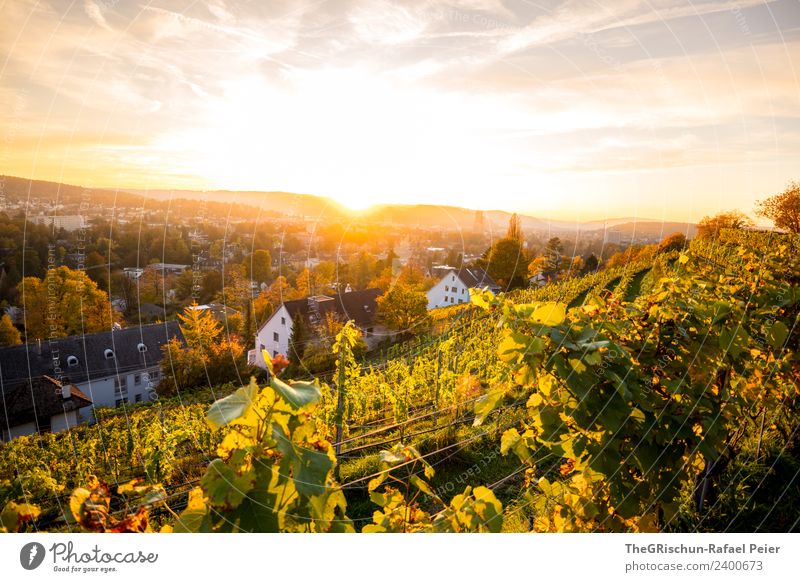 Winterthur Himmel gelb gold grün Schweiz Stimmung Herbst niedlich Sonne Gegenlicht Sonnenuntergang Wein Weinberg Farbfoto Außenaufnahme Textfreiraum oben Abend