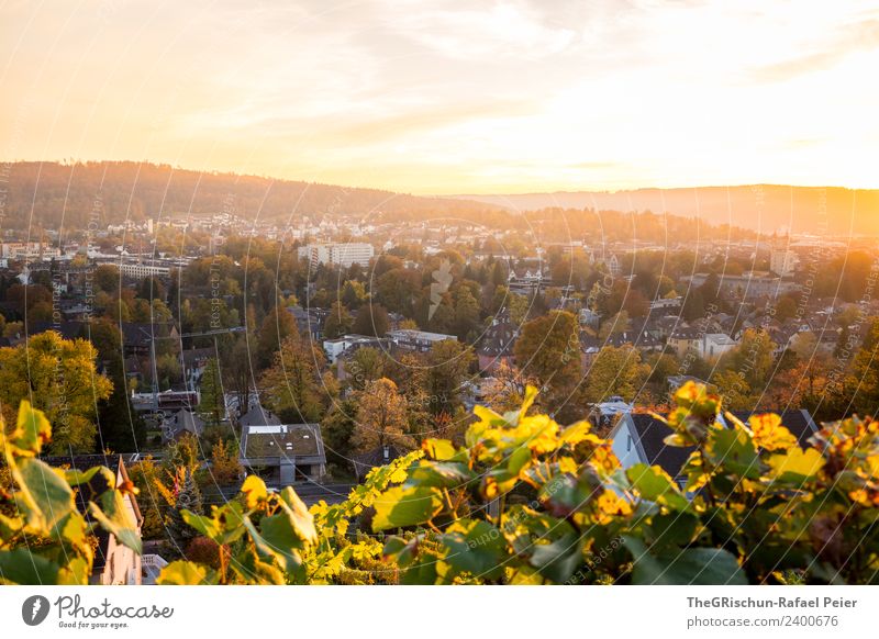 Winterthur Umwelt Natur Landschaft mehrfarbig gelb gold grün Sonnenuntergang Stimmung Gegenlicht Herbst Blatt Pflanze Baum Stadt Wein Farbfoto Außenaufnahme