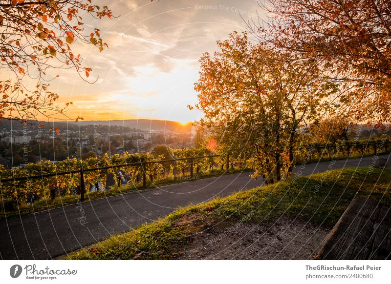 Sonnenuntergang Umwelt Natur braun gelb gold Herbst Stimmung Winterthur Gegenlicht Wege & Pfade Aussicht Farbfoto Außenaufnahme Menschenleer Textfreiraum oben