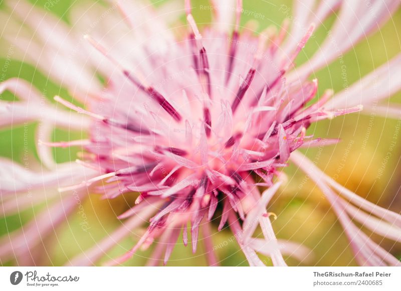 Blume Pflanze grün violett rosa Makroaufnahme Detailaufnahme Stempel Blühend Farbstoff Muster Strukturen & Formen Farbfoto Außenaufnahme Nahaufnahme