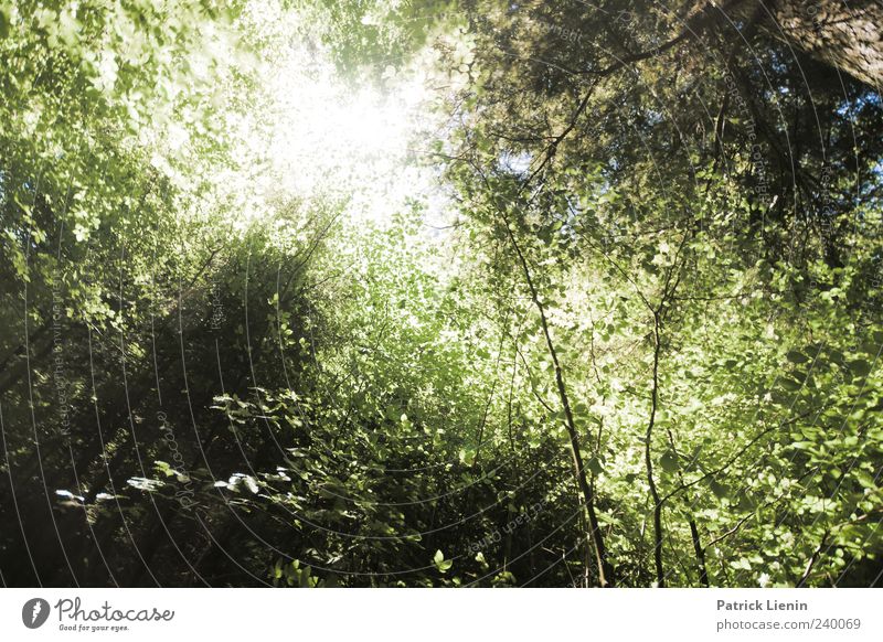 Lichtblick Sonne Umwelt Natur Pflanze Sonnenlicht Sommer Wetter Schönes Wetter Baum Wald hell natürlich grün blenden grell Farbfoto Außenaufnahme Menschenleer
