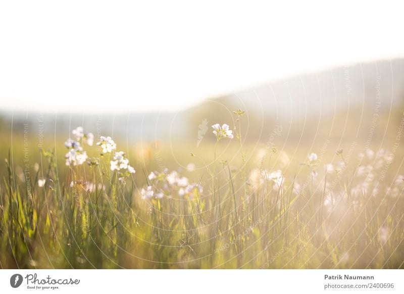 Sommertag Umwelt Natur Landschaft Pflanze Tier Wolkenloser Himmel Horizont Frühling Schönes Wetter Blüte Grünpflanze Wildpflanze Wiese hell modern Beginn