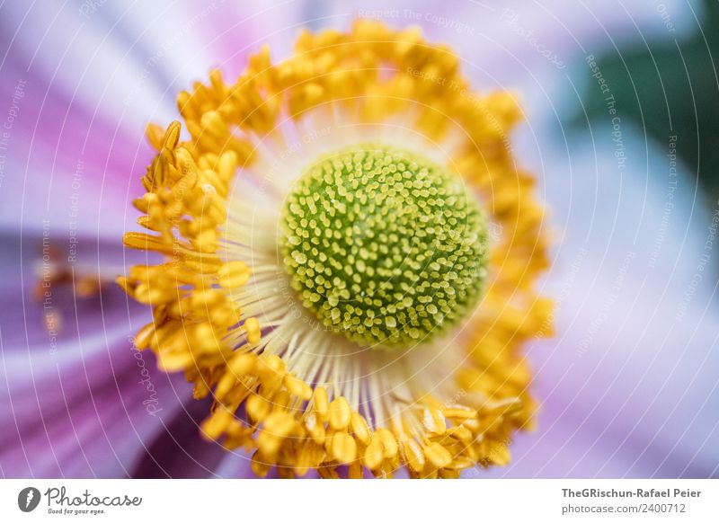 Detail Pflanze gelb grün violett Blüte Blume Detailaufnahme Makroaufnahme Schwache Tiefenschärfe Pollen Blühend Verlauf Strukturen & Formen Farbfoto