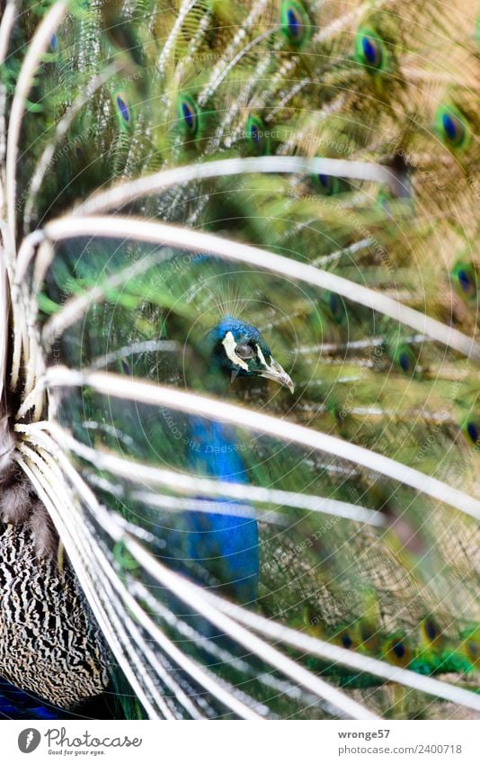 Blauer Pfau Tier Vogel 1 elegant exotisch schön blau mehrfarbig grün Nahaufnahme Profil Feder Hühnervögel Hochformat Farbfoto Außenaufnahme Menschenleer Tag