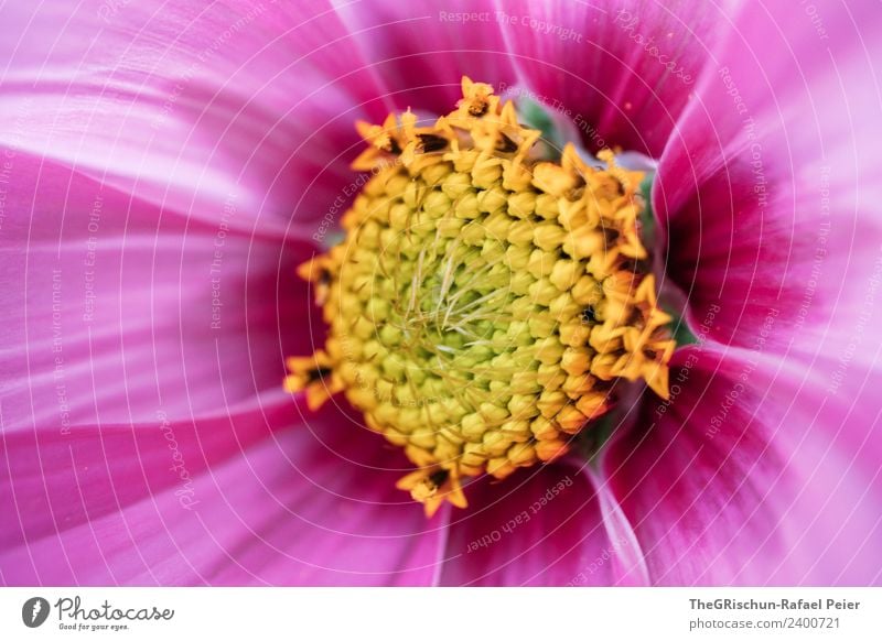 Blume Pflanze violett rosa Blatt Verlauf Strukturen & Formen Muster Farbverlauf gelb Pollen Detailaufnahme Farbfoto Außenaufnahme Nahaufnahme Makroaufnahme