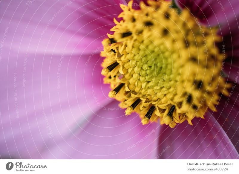 Detailaufnahme Pflanze gelb violett rosa Blume Blüte Pollen Farbverlauf Makroaufnahme Farbfoto Außenaufnahme Textfreiraum links Licht Schatten