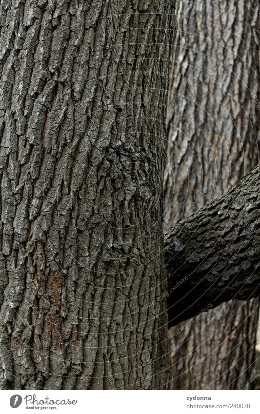 Naturstruktur Umwelt Baum ästhetisch einzigartig Leben nachhaltig Schutz Wachstum Baumstamm Baumrinde Strukturen & Formen Holz braun ökologisch Farbfoto