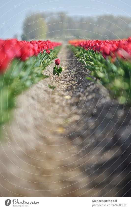Aus der Reihe tanzende Tulpe Natur Pflanze Frühling Schönes Wetter Blume Feld Tanzen Tulpenfeld Windmühle Windrad rot Einsamkeit Niederlande Teleobjektiv