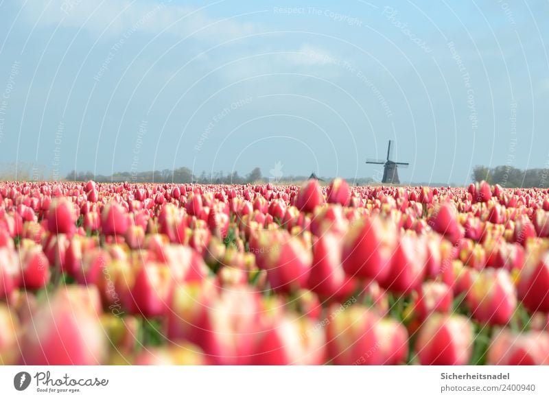 Tulpenfeld Pflanze Frühling Schönes Wetter Blume Blüte Feld rot Windrad Windmühle Blumenwiese Niederlande Holland Außenaufnahme Textfreiraum oben Tag