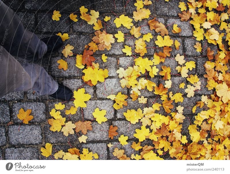 Just Yellow. ästhetisch Zufriedenheit Herbst Herbstlaub herbstlich Herbstfärbung Herbstbeginn Herbstwetter gelb Ahorn Farbfoto Gedeckte Farben Außenaufnahme