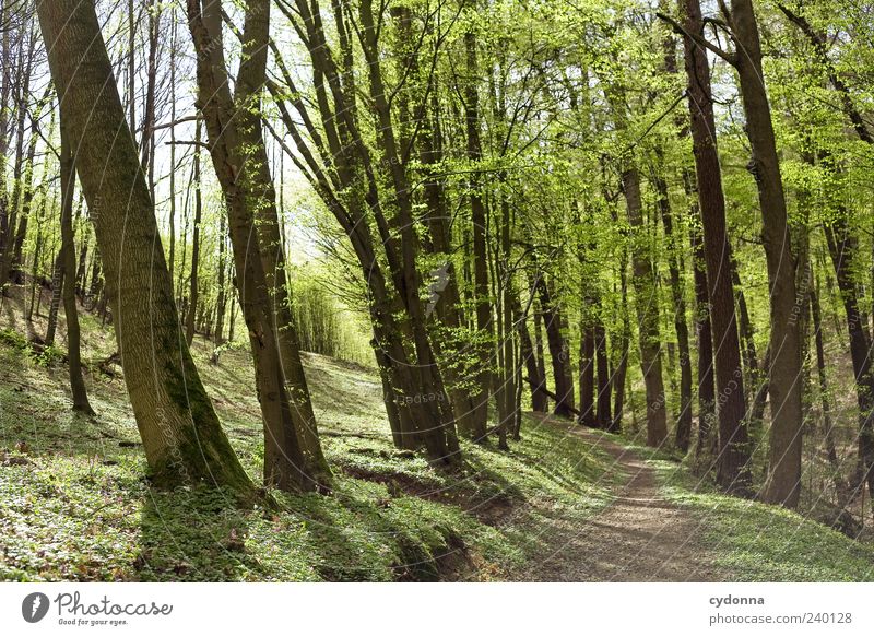 Waldspaziergang Lifestyle harmonisch Wohlgefühl Erholung ruhig Ausflug Ferne Freiheit Umwelt Natur Landschaft Frühling Baum Einsamkeit einzigartig