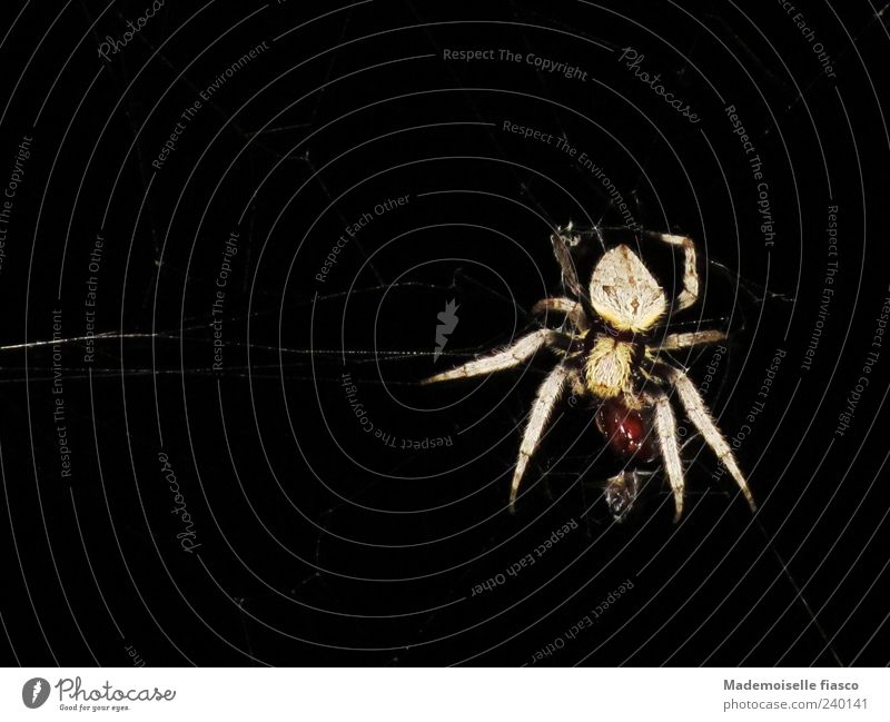 Spinne im Netz bei Nacht 1 Tier fangen festhalten Fressen bedrohlich groß gruselig nah braun schwarz Natur Außenaufnahme Textfreiraum links Textfreiraum oben