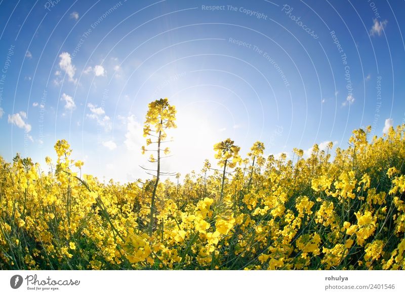 Rapsblüten bei Sonnenschein über blauem Himmel schön Sommer Industrie Umwelt Natur Landschaft Frühling Blume Blüte gelb Rapsöl Erdöl gold ökologisch Brennstoff