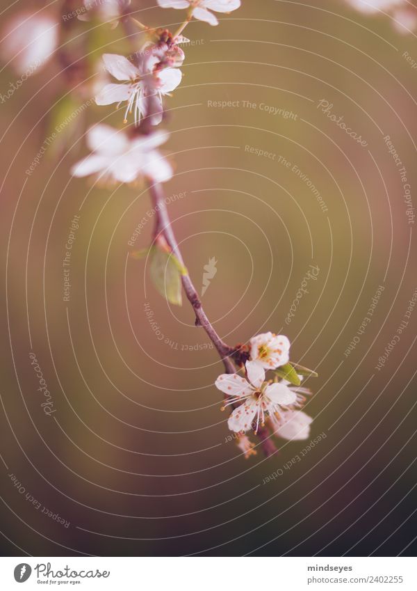 Kirschblüte im Abendlicht Natur Pflanze Frühling Baum Blüte Kirschblüten Garten Blühend Duft hängen träumen ästhetisch frisch grün rosa Frühlingsgefühle