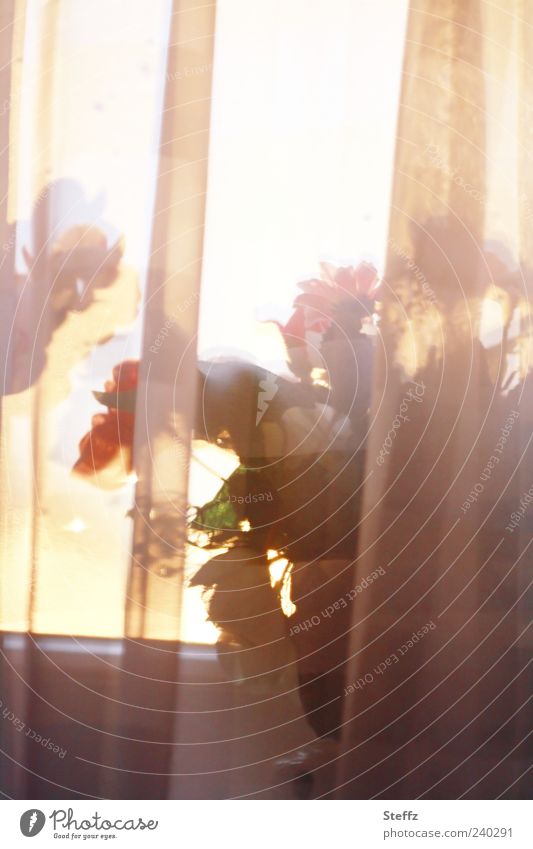 Lichteinfall durch die Gardine Fenster Fensterbrett Fensterscheibe Schleier Vorhang Lichtschein Sichtschutz Lichtstimmung Blumentopf Topfpflanze Zimmerpflanze