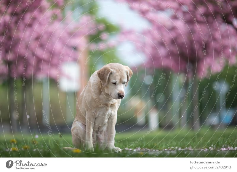 Labrador Retriever & Kirschblüten Tier Haustier Hund 1 Frühlingsgefühle Tierliebe Romantik Hundekopf Hundeblick Farbfoto Außenaufnahme Menschenleer Freisteller