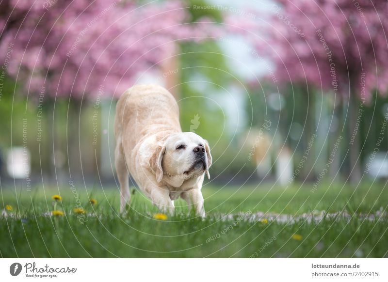 Yoga-Hund im Frühling Tier Haustier Tiergesicht 1 Bewegung Blühend Fitness liegen Sport verblüht niedlich sportlich blau mehrfarbig gelb grün rosa Freude