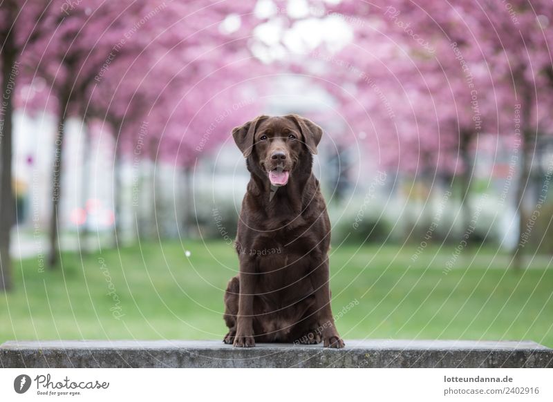 Brauner Labrador Retriever sitzt vor Kirschblüten Baum Haustier Hund 1 Tier genießen warten Farbfoto Außenaufnahme Morgen Schwache Tiefenschärfe