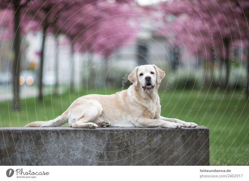 Gelber Labrador Retriever liegt vor Kirschblüten Baum Haustier Hund 1 Tier liegen Farbfoto Außenaufnahme Morgen Schwache Tiefenschärfe Zentralperspektive