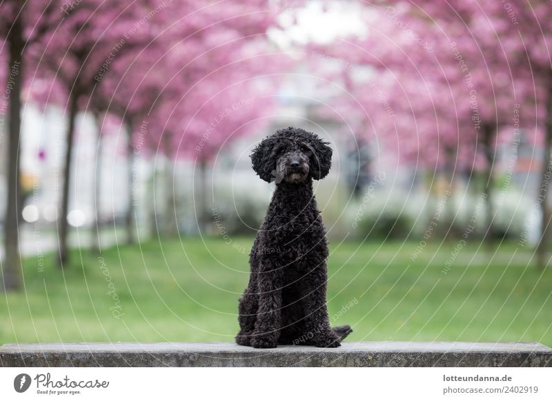 Pudel unter Kirschblüten Haustier Hund 1 Tier Tierjunges genießen rosa schwarz Frühlingsgefühle Tierliebe Farbfoto Außenaufnahme Menschenleer Kontrast