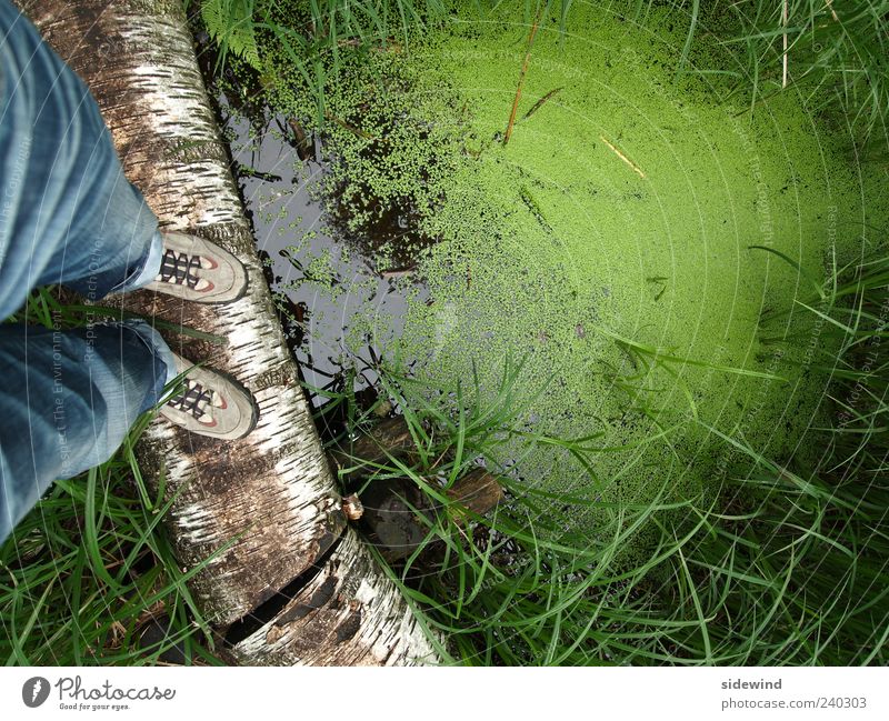 Grütze Abenteuer Umwelt Natur Pflanze Wasser Gras Wildpflanze Moor Sumpf Teich See natürlich grün Farbfoto Außenaufnahme Textfreiraum rechts Tag