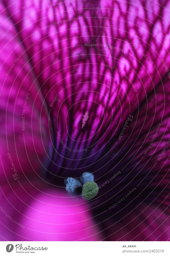 Petunie in pink Stil Design exotisch Wellness harmonisch Sinnesorgane Duft Umwelt Natur Pflanze Frühling Sommer Blume Blüte Topfpflanze Balkonpflanze Staubfäden